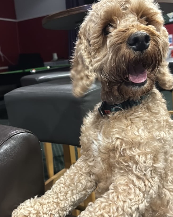 Loki, a 4 years old male Cocker Spaniel X Poodle available for adoption from Brighter Day Rescue in Penkridge, Staffordshire