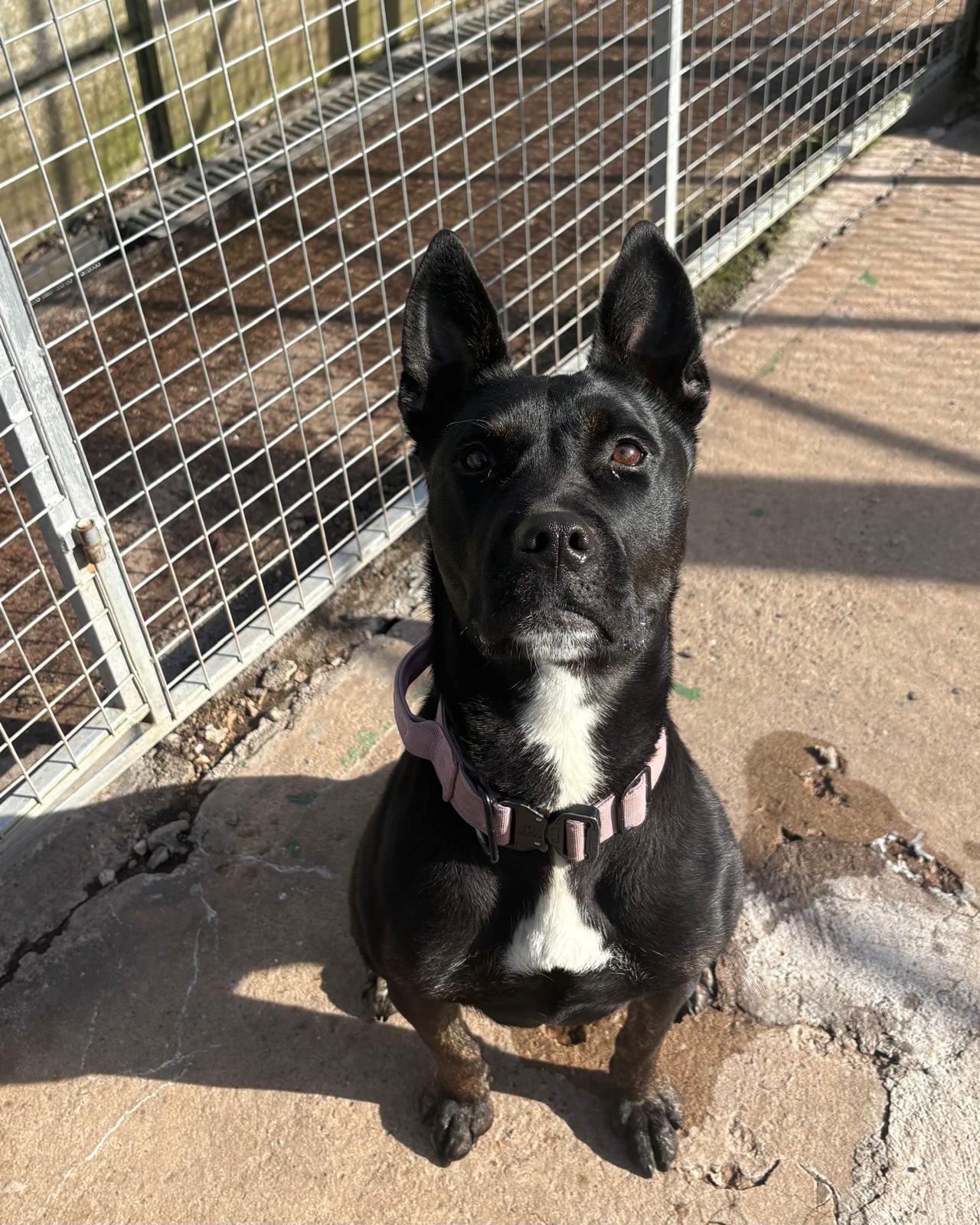 Minnie, a 1 year old female Unknown available for adoption from Brighter Day Rescue in Staffordshire