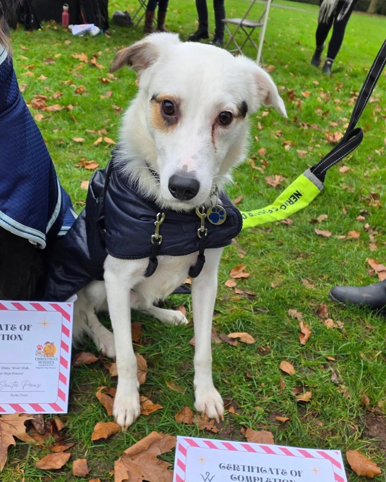 Smudge, a 1 year old male Border Collie available for adoption from Brighter Day Rescue in Staffordshire
