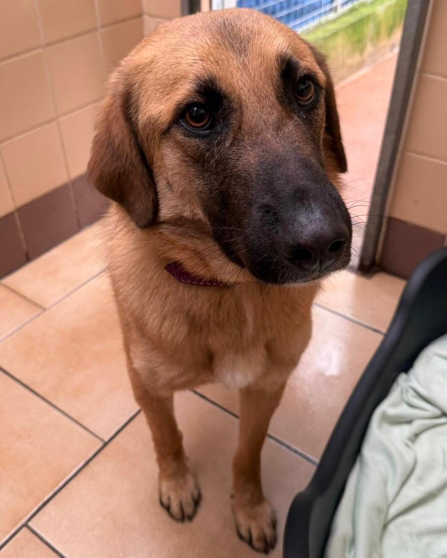 Barney, a 11 months old male Unknown available for adoption from Brighter Day Rescue in Penkridge, Staffordshire