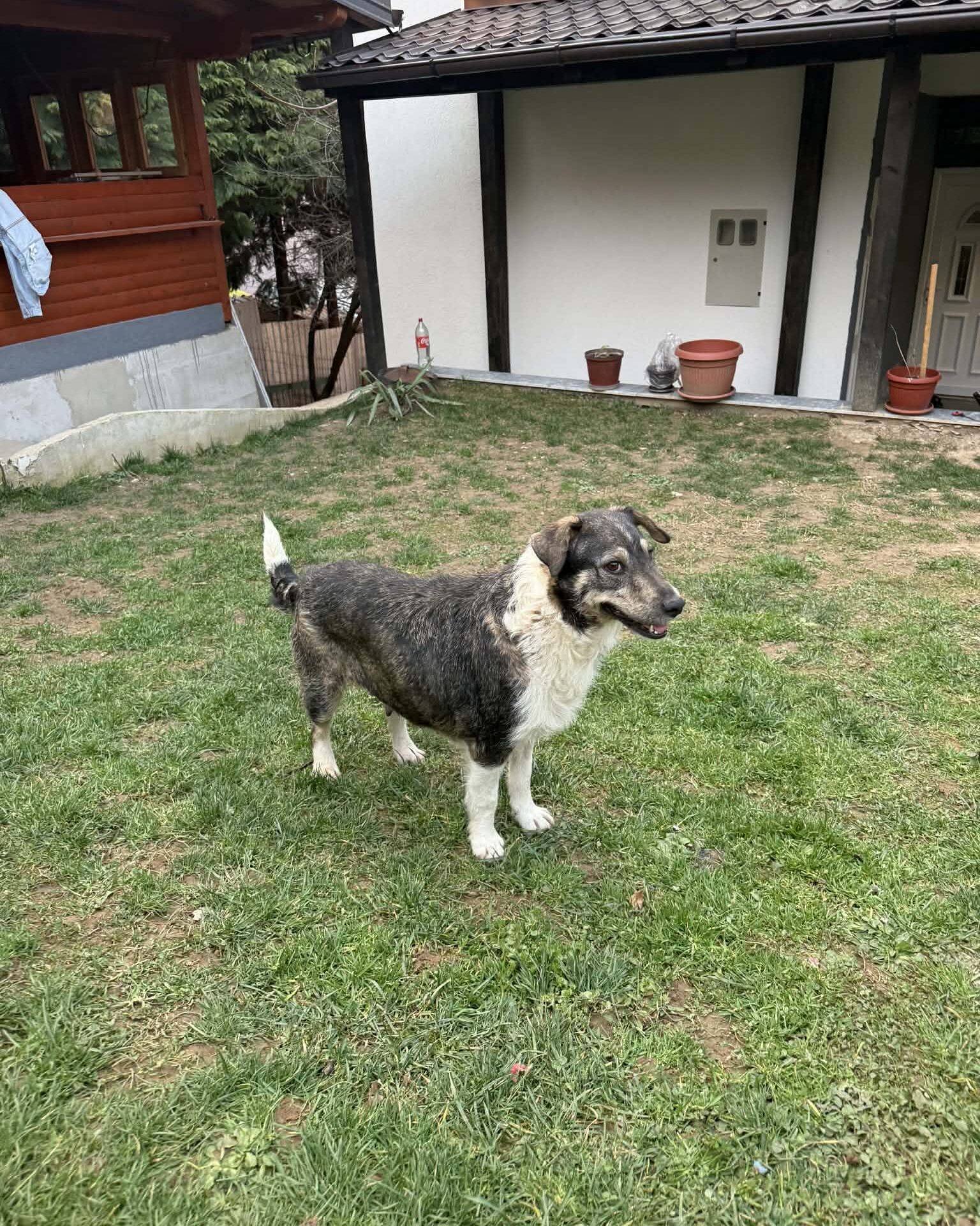 Lola, a 1 year old female Unknown available for adoption from Brighter Day Rescue in Staffordshire