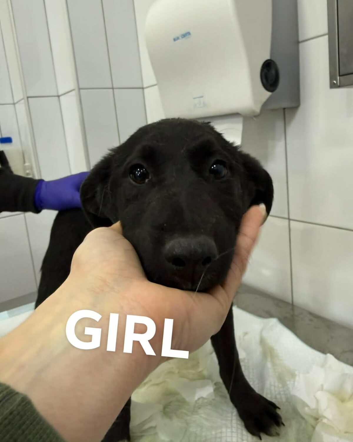 Harper, a 7 months old female Unknown available for adoption from Brighter Day Rescue in Staffordshire