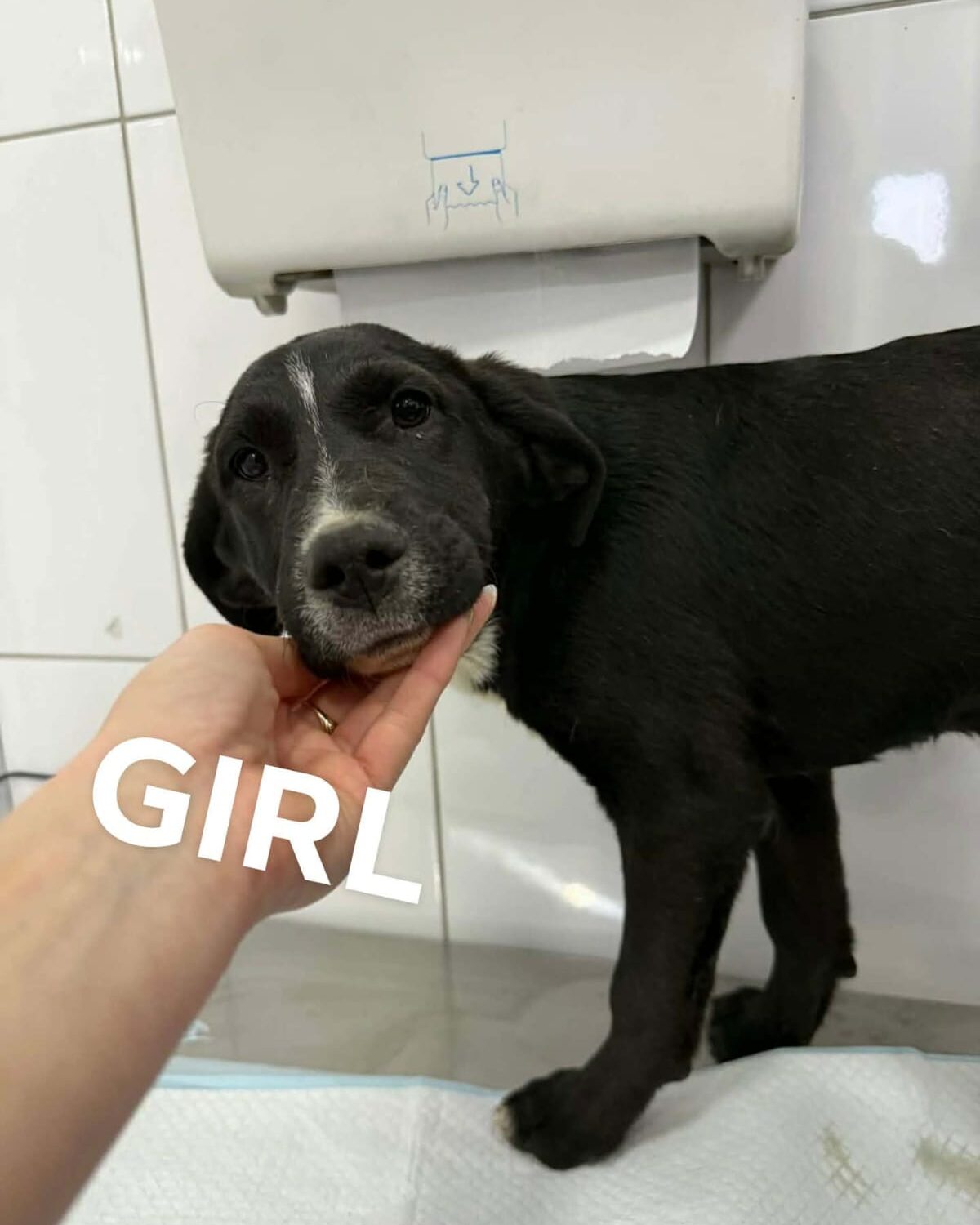 Shelley, a 7 months old female Unknown available for adoption from Brighter Day Rescue in Staffordshire