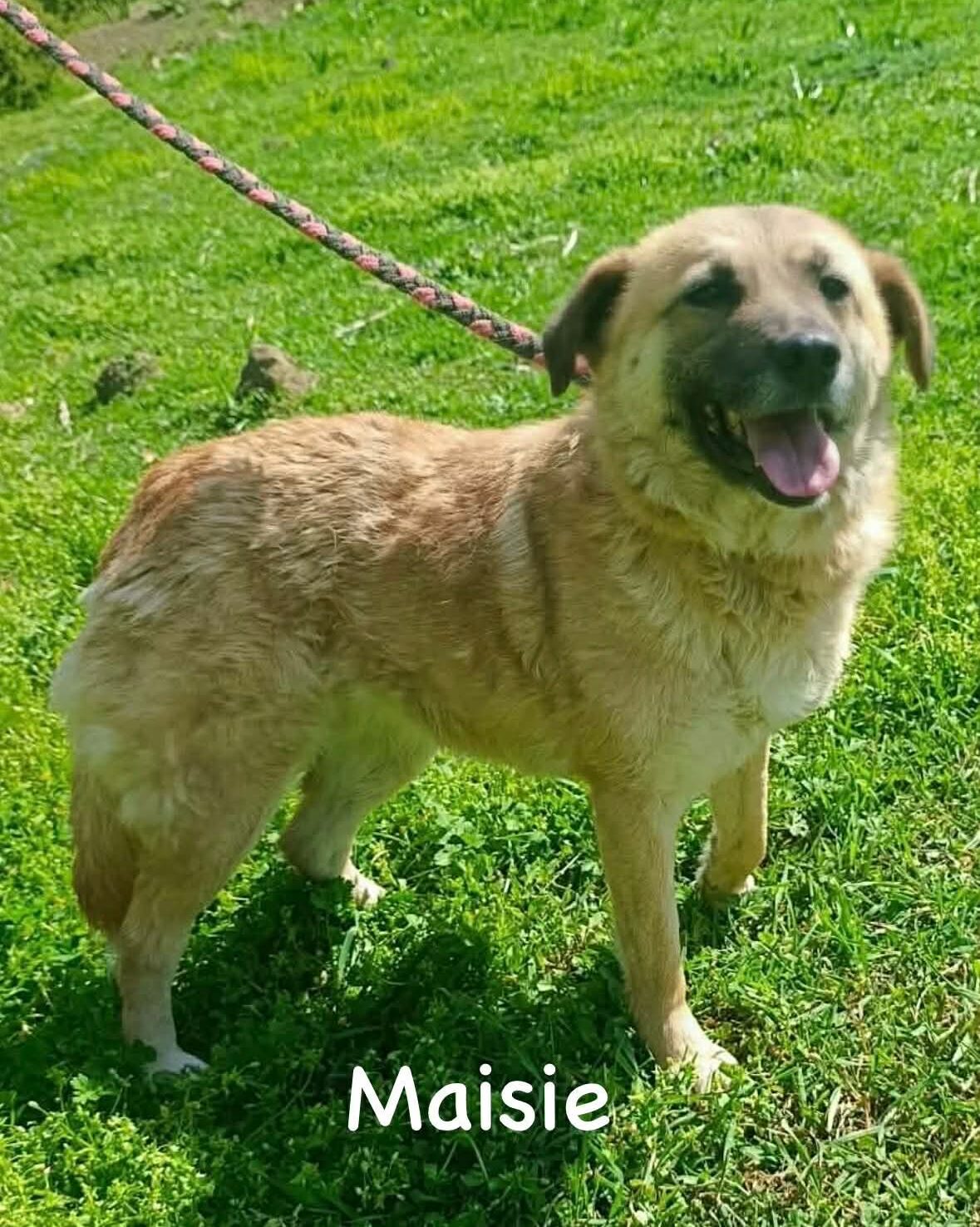 Maisie, a 5 years old female Unknown available for adoption from Brighter Day Rescue in Staffordshire