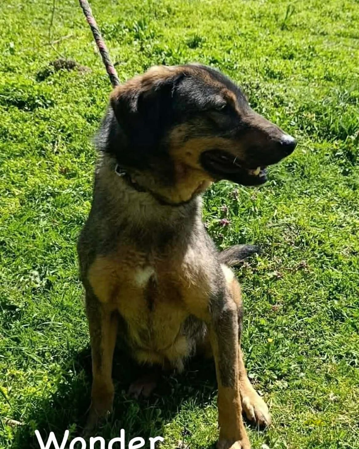 Wonder, a 5 years old male Unknown available for adoption from Brighter Day Rescue in Staffordshire