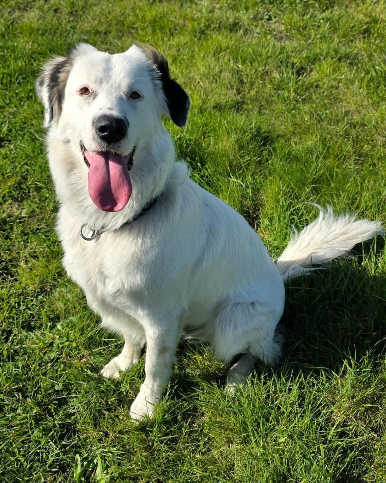 Amara, a 1 year old female Unknown available for adoption from Brighter Day Rescue in Staffordshire