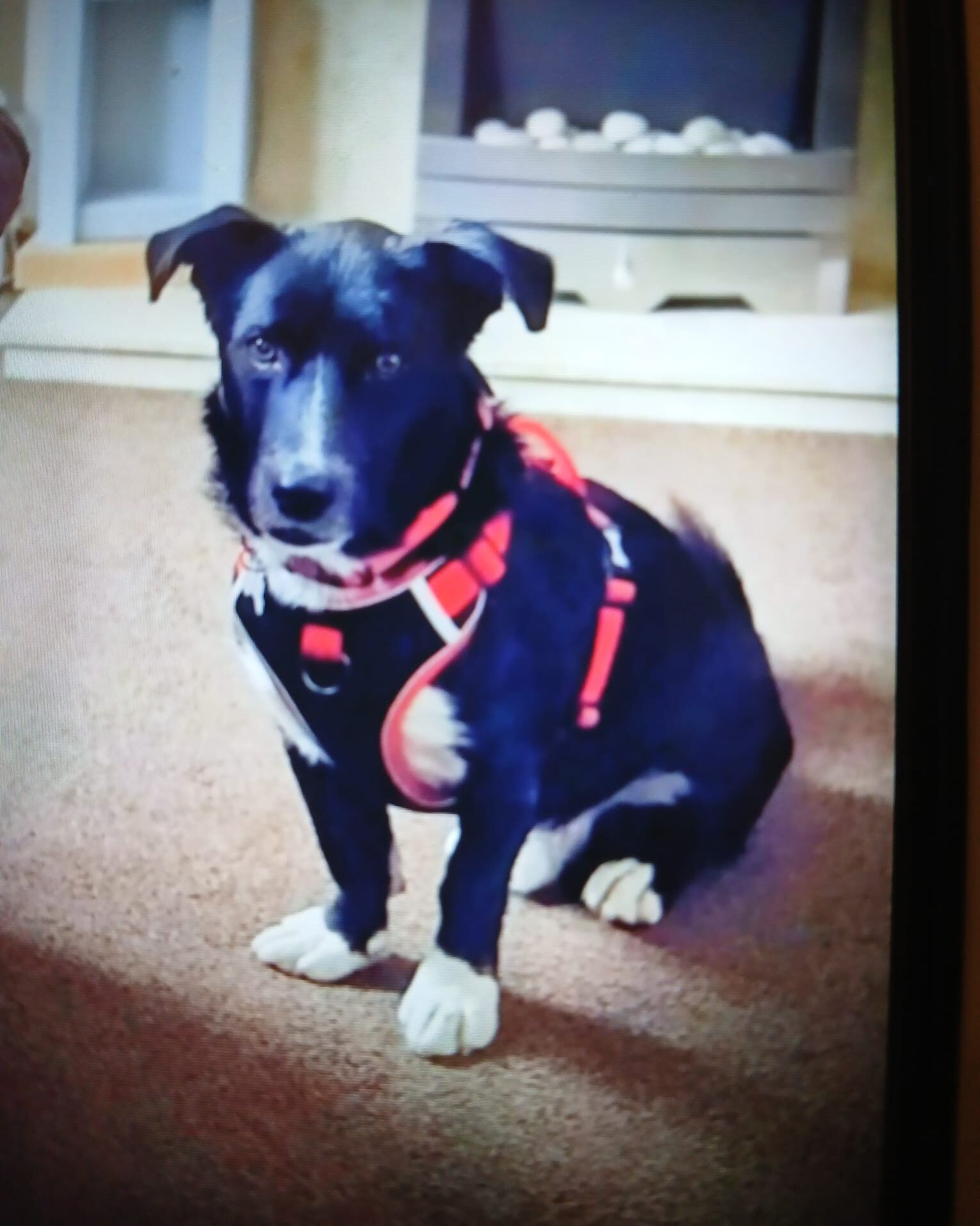 Peanut, a 3 years old male Unknown available for adoption from Brighter Day Rescue in Staffordshire