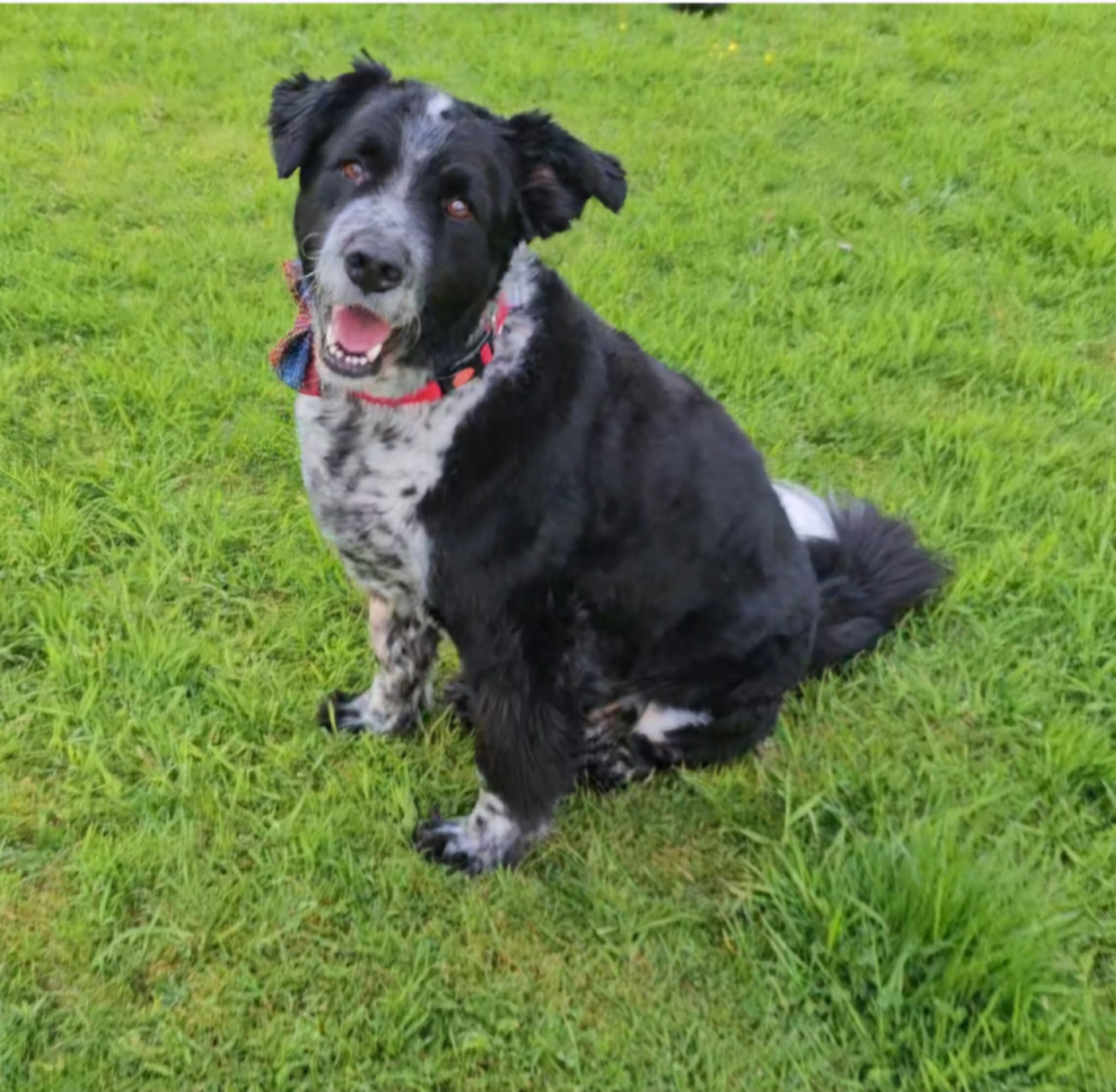 Sivi, a 3 years old male Unknown available for adoption from Brighter Day Rescue in Staffordshire