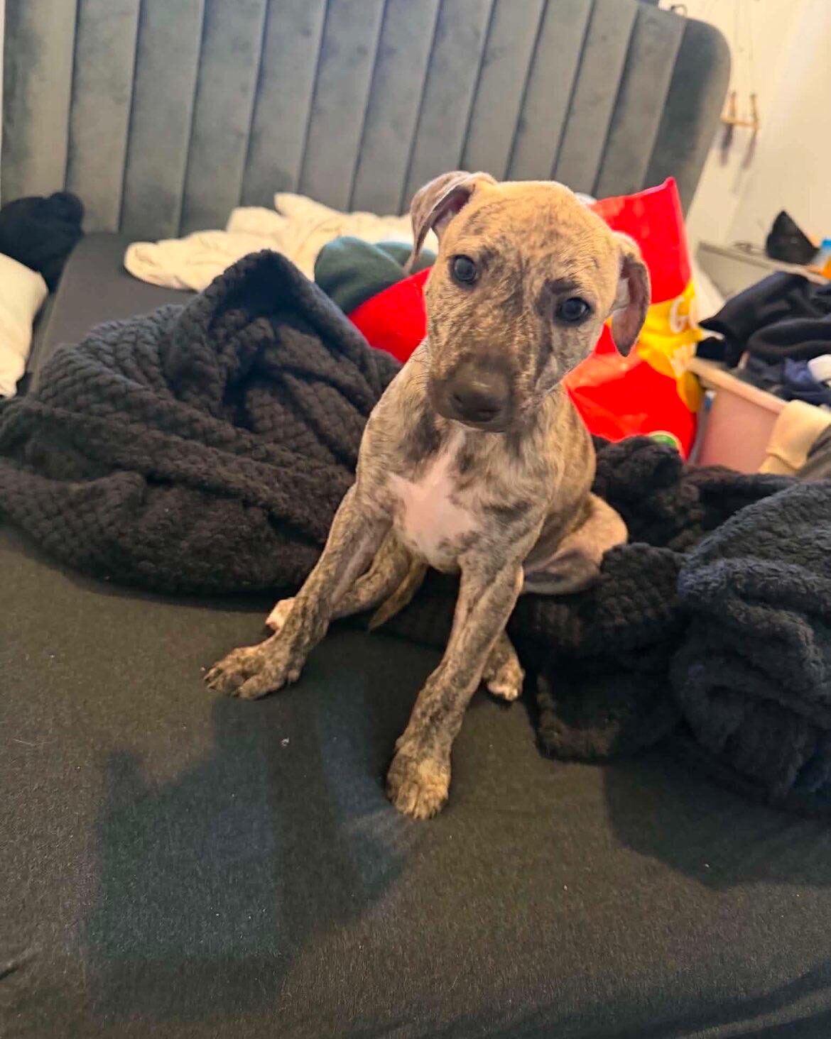 Scooby, a 2 months old male Staffordshire Bull Terrier available for adoption from Brighter Day Rescue in Staffordshire